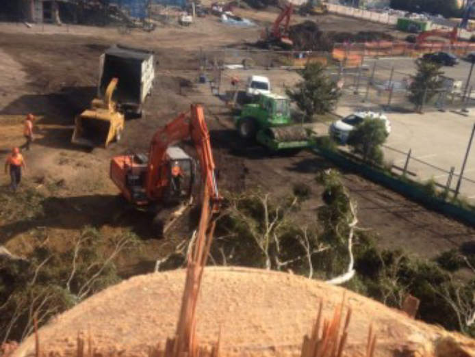 tree-services-central-coast-nsw-0