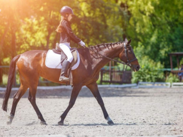 Sport Sales 18 500 Pw Dressage Horses Equestrian Centre Riding School In Gold Coast Mc Qld 4217 Seek Business