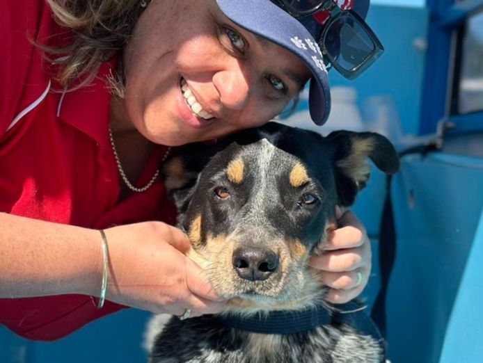 love-dogs-become-an-aussie-pooch-mobile-representative-4