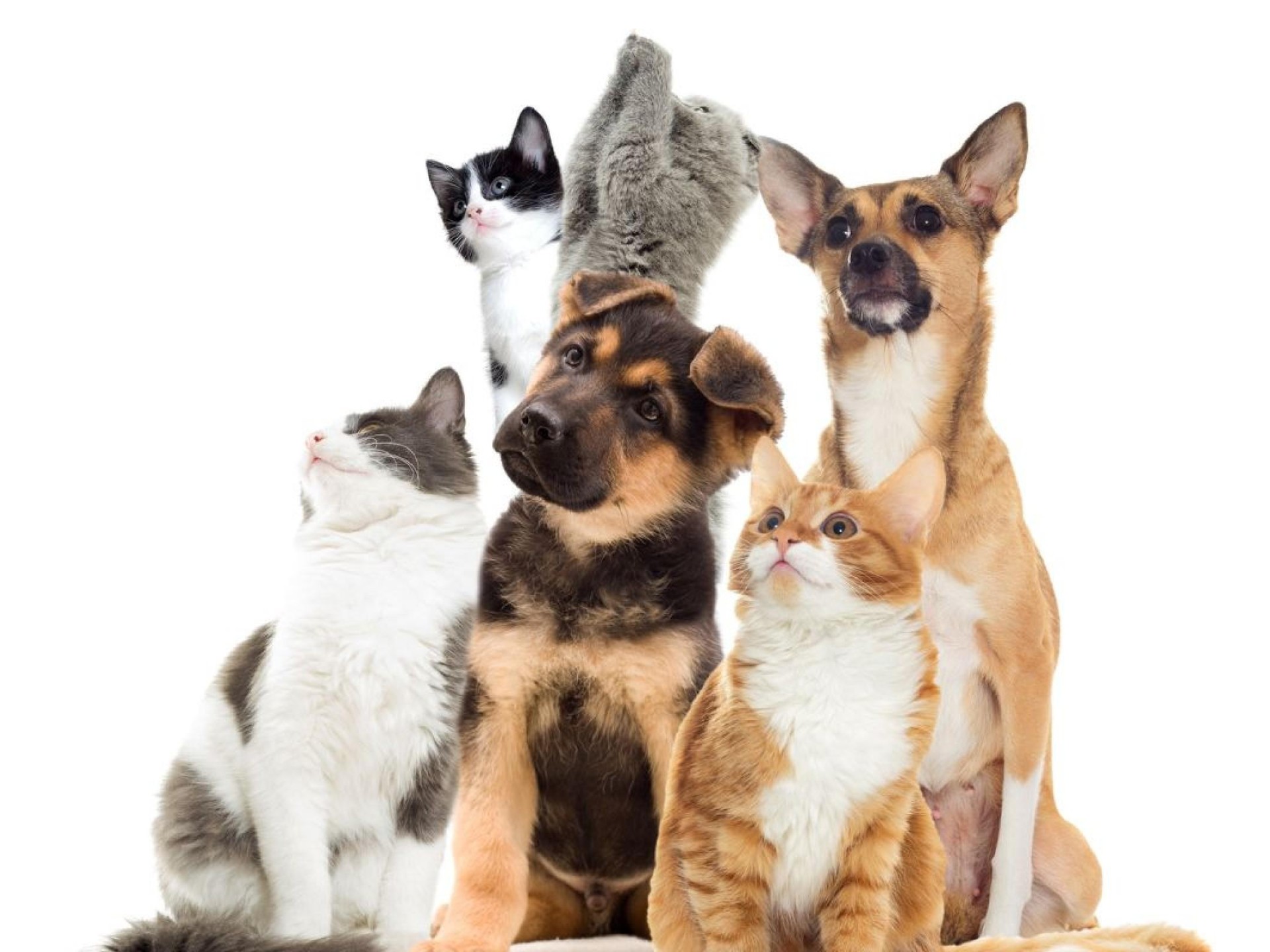 Thriving Pet Boarding Kennel Business & Land Package Brisbane Net