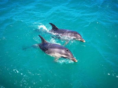 boat-cruise-business-for-sale-a-great-lifestyle-2