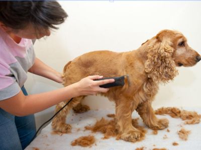 pet-grooming-salon-for-sale-5819-2