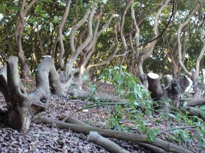 jim-39-s-tree-lopping-1