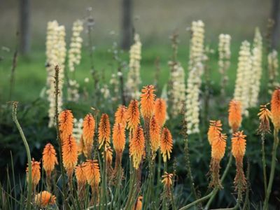wholesale-amp-retail-nursery-established-perennials-nursery-opportunity-vi-1