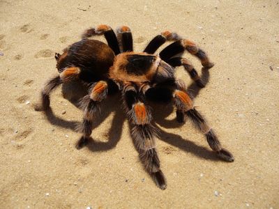 pest-control-termite-specialist-1