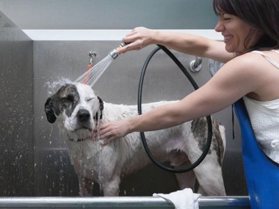 pet-grooming-and-doggy-daycare-business-sydney-strong-team-and-profitable-0