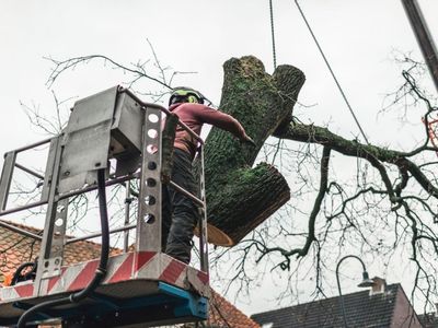 highly-profitable-tree-servicing-amp-arborist-business-qld-1