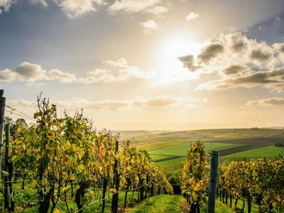 exceptional-investment-opportunity-vineyard-in-mclaren-vale-adelaide-for-sale-0
