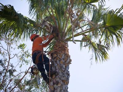 under-contract-high-performing-arborist-business-1m-revenue-400k-ebit-1