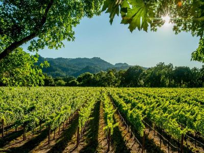 iconic-marlborough-winery-and-vineyards-blenheim-new-zealand-0