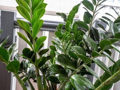 established-wholesale-nursery-with-freehold-byron-bay-hinterland-1