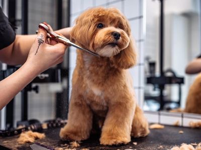 pet-grooming-and-doggy-daycare-business-sydney-strong-team-and-profitable-0