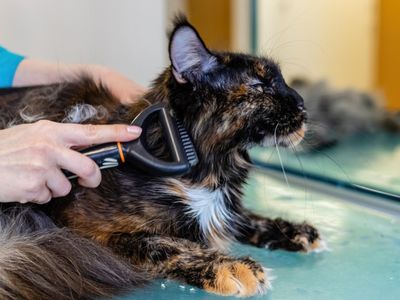 profitable-medium-size-dog-grooming-business-sutherland-shire-2