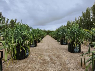 leased-nursery-and-spa-supplies-wholesale-and-retail-with-18-5-acres-and-3-bed-3