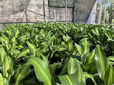 established-wholesale-production-nursery-sunshine-coast-qld-1