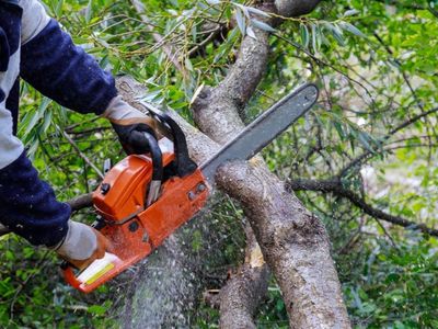 high-performing-arborist-business-1m-revenue-400k-ebitda-team-in-plac-0