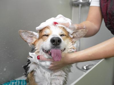 profitable-medium-size-dog-grooming-business-sutherland-shire-3
