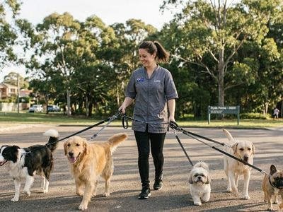 ref-241-inner-city-dog-daycare-amp-grooming-business-loyal-client-base-maj-1