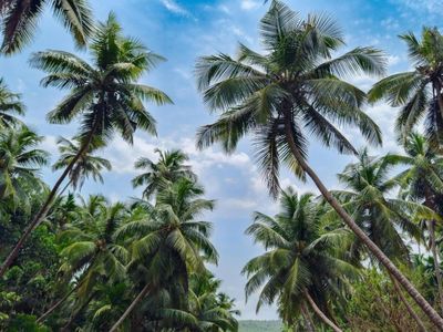 exotic-wholesale-nursery-sunshine-coast-0