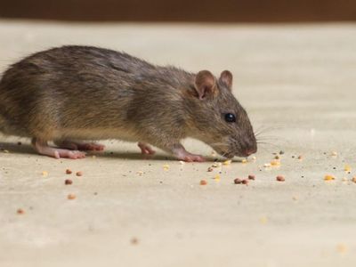 bespoke-pest-control-business-victorian-high-country-north-east-victoria-2