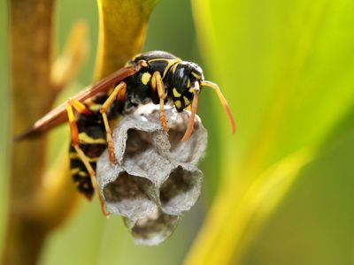 bespoke-pest-control-business-victorian-high-country-north-east-victoria-1