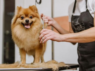 modern-newly-renovated-pet-grooming-salon-fast-growing-sutherland-shire-1