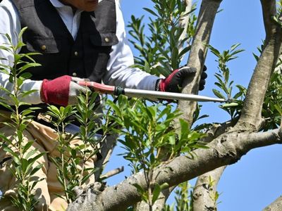 under-contract-high-performing-arborist-business-1m-revenue-400k-ebit-2