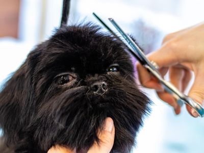 profitable-medium-size-dog-grooming-business-sutherland-shire-1
