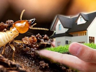 termite-prevention-business-simplicity-itself-to-operate-50-return-on-reve-1