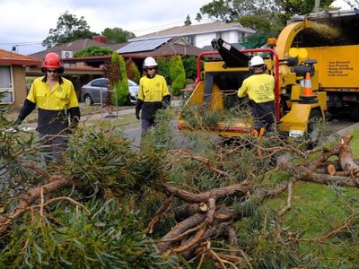 jim-39-s-tree-lopping-0