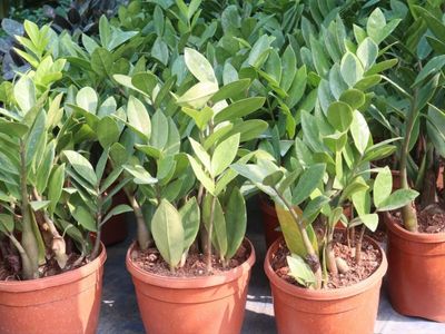 established-wholesale-nursery-with-freehold-byron-bay-hinterland-2