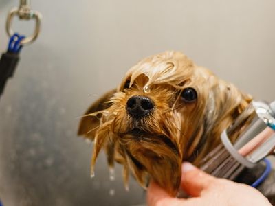 profitable-medium-size-dog-grooming-business-sutherland-shire-0