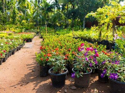 horticulture-nursery-and-agriculture-businesses-for-sale-2