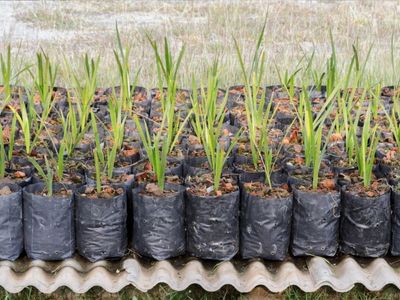 exotic-wholesale-nursery-freehold-land-sunshine-coast-2m-sales-402k-pro-1