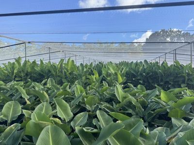 established-wholesale-production-nursery-sunshine-coast-qld-0