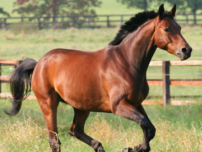 equine-focused-business-opportunity-with-global-potential-2