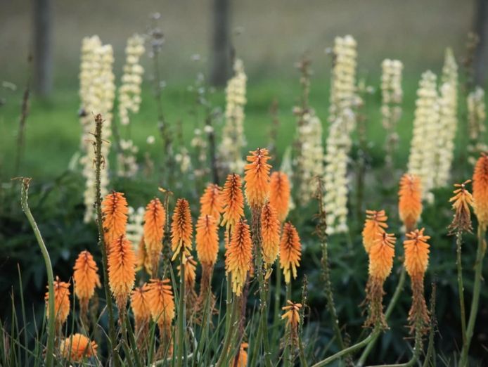 wholesale-amp-retail-nursery-established-perennials-nursery-opportunity-vi-1