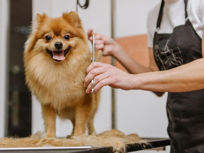 id-238-pet-grooming-salon-sutherland-shire-semi-managed-high-profit-new-3-3-0