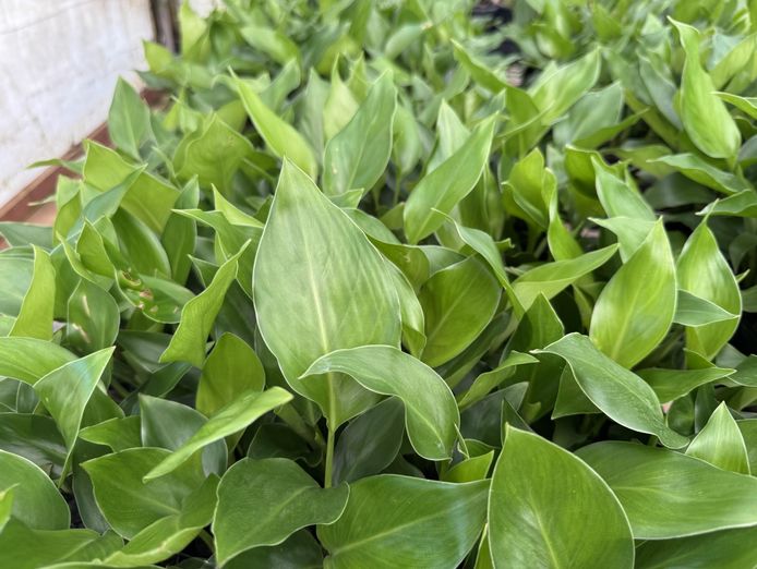 established-wholesale-production-nursery-sunshine-coast-qld-2