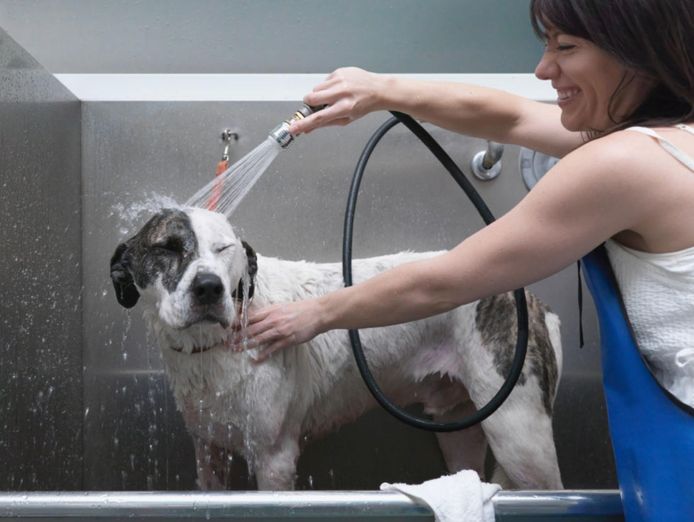 pet-grooming-and-doggy-daycare-business-sydney-strong-team-and-profitable-0