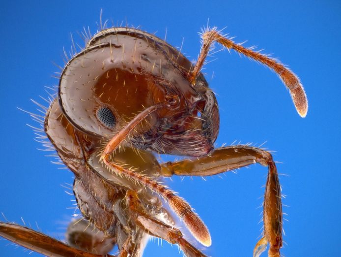 pest-control-termite-specialist-1