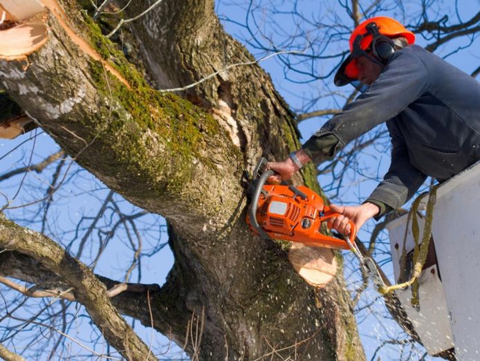 jim-39-s-tree-lopping-3