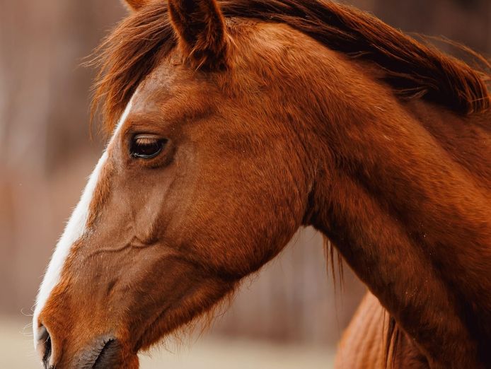 equine-focused-business-opportunity-with-global-potential-0