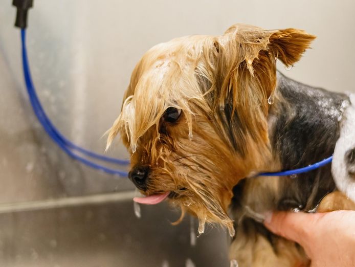 pet-grooming-and-doggy-daycare-business-sydney-strong-team-and-profitable-1