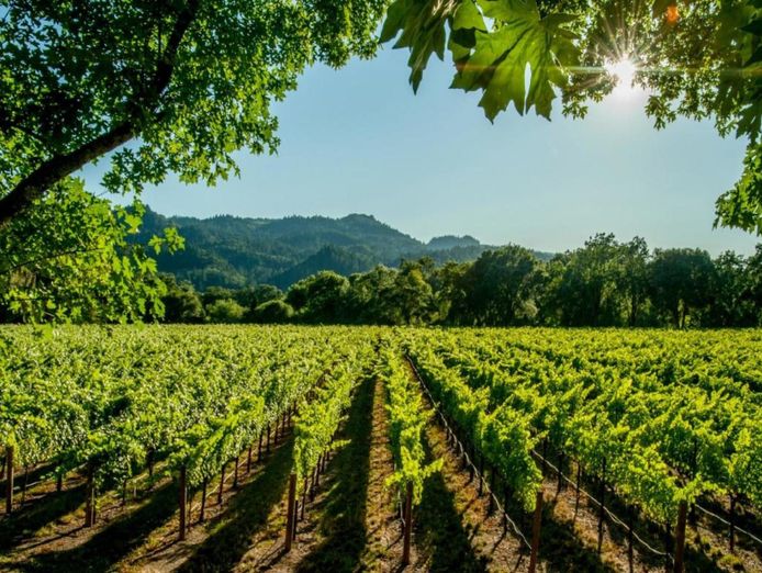 iconic-marlborough-winery-and-vineyards-blenheim-new-zealand-0