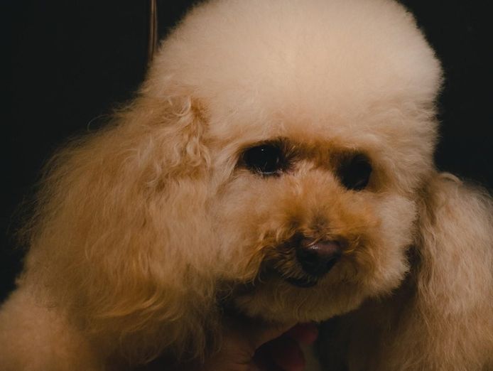 pet-grooming-and-doggy-daycare-business-sydney-strong-team-and-profitable-1