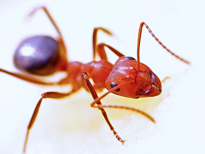 pest-control-termite-specialist-4