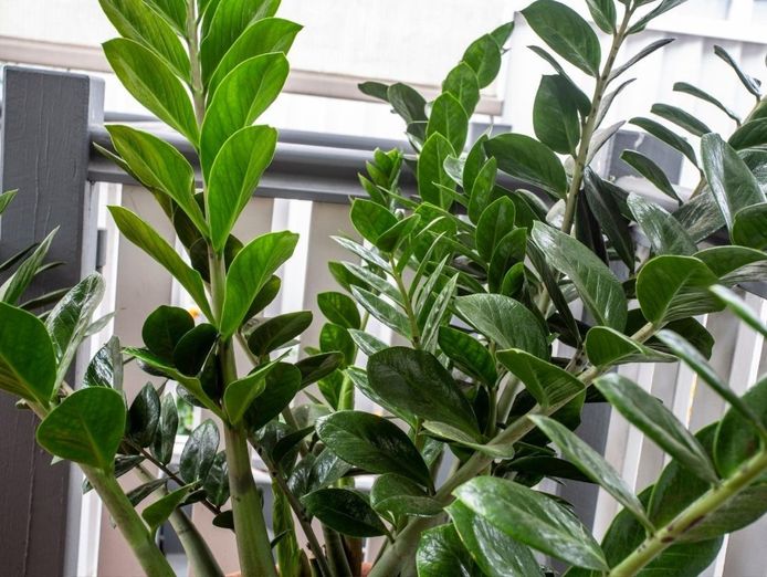established-wholesale-nursery-with-freehold-byron-bay-hinterland-1