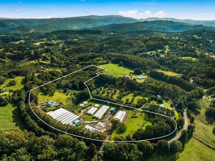 established-wholesale-nursery-with-freehold-byron-bay-hinterland-0