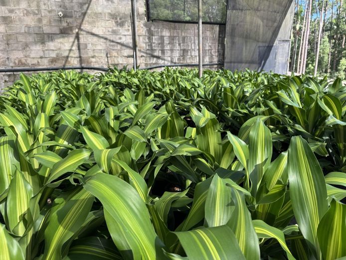 established-wholesale-production-nursery-sunshine-coast-qld-1